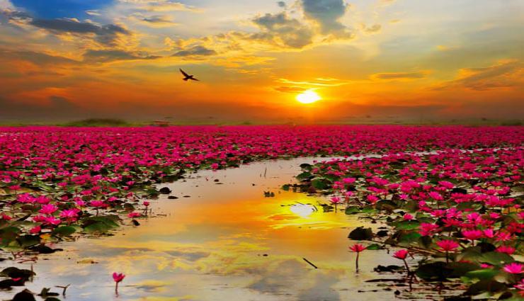 जाने कौन से देवी देवता कौन सा फूल चढ़ाने से जल्दी होतें है प्रसन