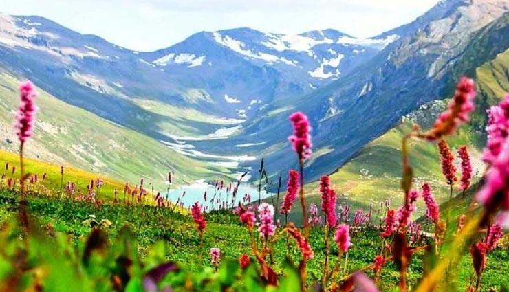 अब फिर से कर सकेंगे फूलों की घाटी का दीदार, देखते ही बनती हैं खूबसूरती