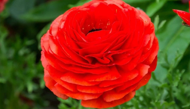 6 Flowers That Look Almost Like Roses