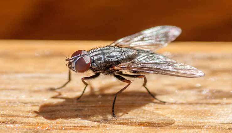 घटना पर विश्वास कर पाना मुश्किल, मक्खी की जान लेने के लिए जला डाला अपना घर