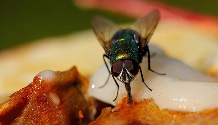 मक्खियां करती हैं आपको बीमार, छुटकारा पाने के लिए आजमाए ये उपाय keep flies away from the kitchen,tips to keep flies away,household tips,kitchen tips,kitchen cleaning tips,flies in kitchen,home decor