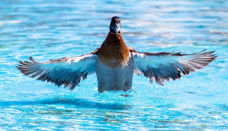 बतख एक दिन में लगातार 532 किलोमीटर तक उड़ सकती हैं, जानें अन्य पक्षियों से जुड़े रोचक तथ्य