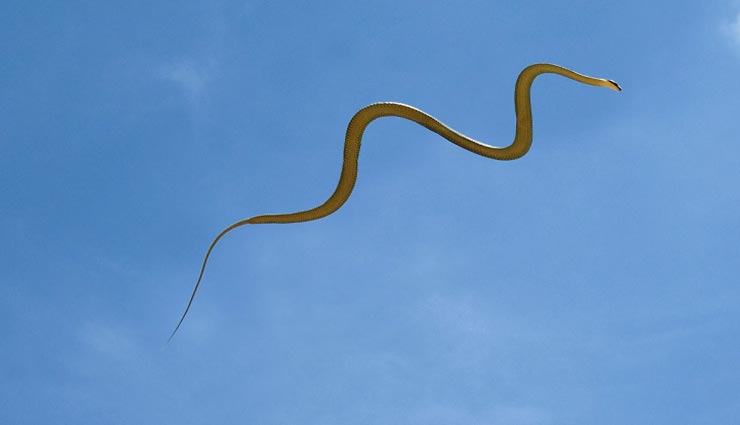 वैज्ञानिक सामने लेकर आए हवा में उड़ने वाले सांप की सच्चाई, आइये जानें