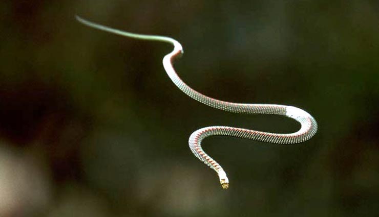 वैज्ञानिक सामने लेकर आए हवा में उड़ने वाले सांप की सच्चाई, आइये जानें weird news,weird information,flying snakes,scientists