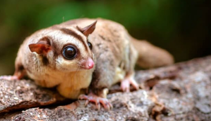 species of flying squirrels,flying squirrels found in india,india,travancore flying squirrel,namdapha flying squirrel,red giant flying squirrel,indian giant flying squirrel,spotted giant flying squirrel