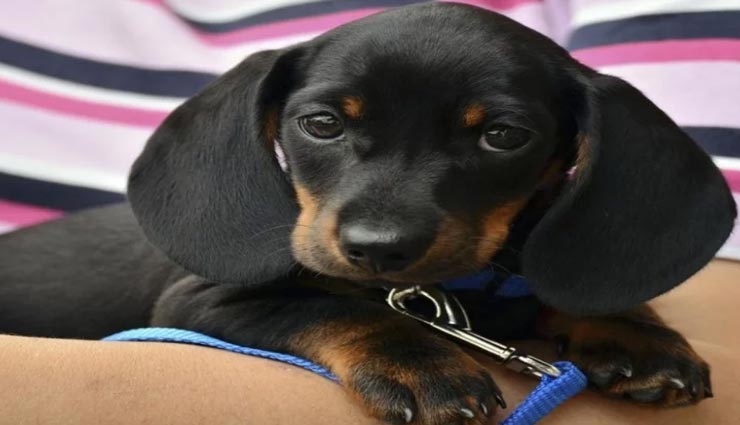 अनोखा मामला: पालतू कुत्ता हुआ घर से अचानक गायब, छानबीन में हुआ रोचक खुलासा