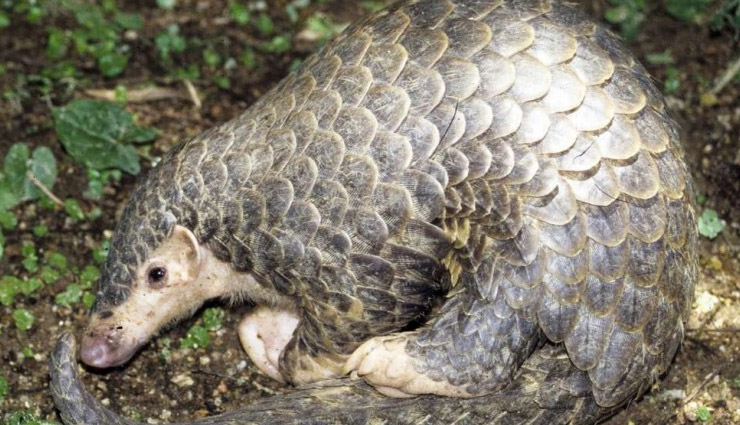 food,illegal food to eat,travel