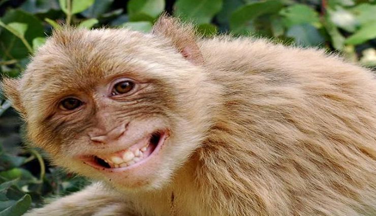 गुड लक लाते हैं ये जानवर, पालें या करें सेवा vastu tips,vastu tips in hindi,lucky animals,pet animals