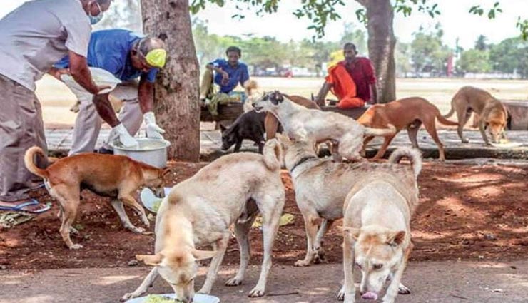 आवारा कुत्तों को भोजन कराने के संबंध में आया दिल्ली उच्च न्यायालय का अहम फैसला, पशुप्रेमी विभा तोमर ने जताई खुशी
