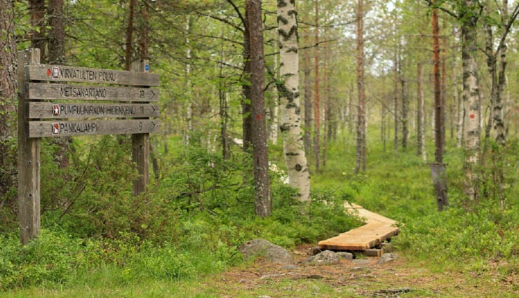 फिनलैंड के जंगल से इस हालात में मिली 47 साल पहले खोई हुई अंगूठी weird news,weird incident,lost ring,finland forest