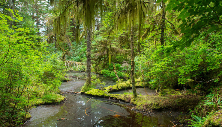 पेड़ों की कम होती संख्या के बीच दुनिया के इन 5 सबसे बड़े जंगलों ने बचा रखा हैं जीवन, आइये जानें 