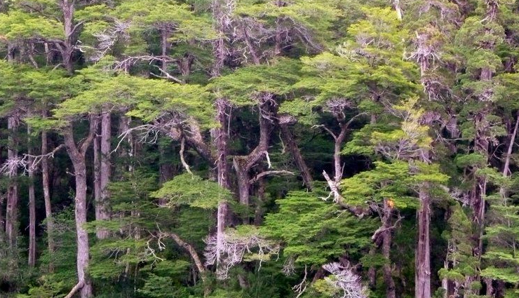 largest forests,largest forests in the world,amazon rainforest,south america,kinabalu national park,asia,daintree forest,australia,valdivian temperate rainforest,south america,congo rainforest,africa,rainforest of xishuangbanna