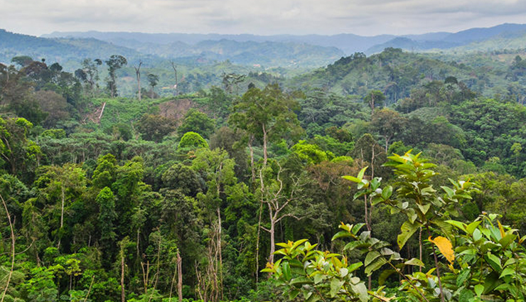 largest forests,largest forests in the world,amazon rainforest,south america,kinabalu national park,asia,daintree forest,australia,valdivian temperate rainforest,south america,congo rainforest,africa,rainforest of xishuangbanna
