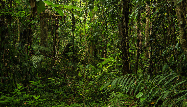 largest forests,largest forests in the world,amazon rainforest,south america,kinabalu national park,asia,daintree forest,australia,valdivian temperate rainforest,south america,congo rainforest,africa,rainforest of xishuangbanna