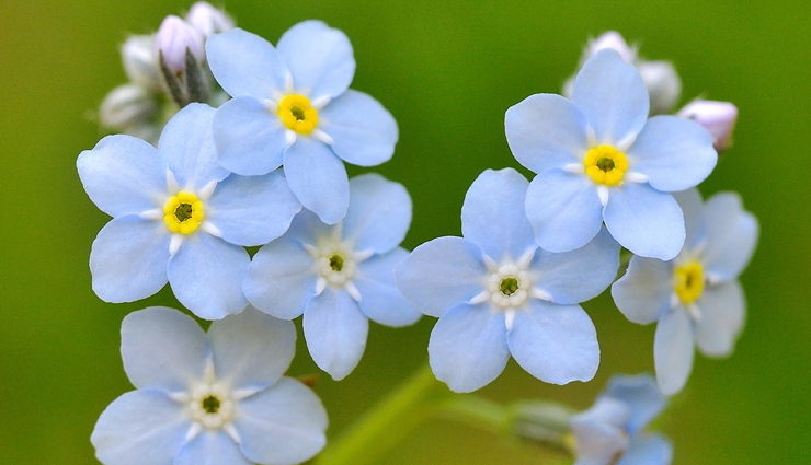 flower gift ideas for women,flowers for romantic gestures,popular flowers for girlfriends,flowers for women’s preferences,romantic floral arrangements,choosing flowers for her,flower meanings for romantic gifts,favorite flowers for female friends,flowers that women adore,symbolic flowers for romantic gifts