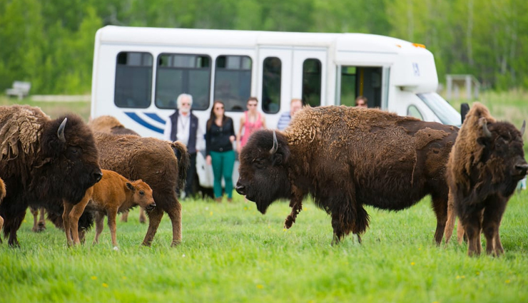 winnipeg parks,beautiful parks in winnipeg,best parks in winnipeg,explore winnipeg parks,winnipeg natural beauty,parks and gardens in winnipeg,winnipeg outdoor attractions,urban parks in winnipeg,winnipeg scenic spots,top parks to visit in winnipeg