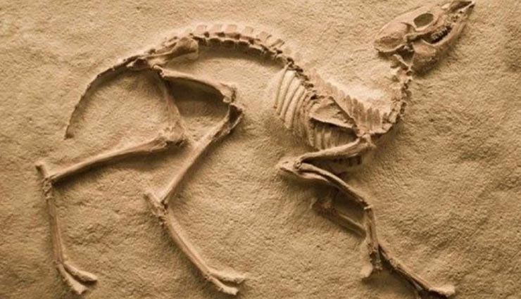 ब्रिटेन : भारतीय मूल के छह वर्षीय बच्चे ने खोज निकाला करोड़ों साल पुराना जीवाश्म