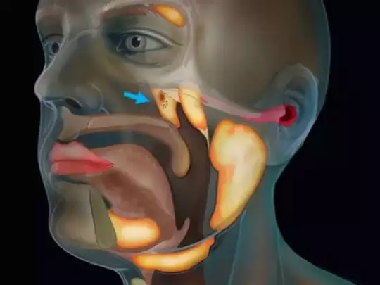 netherlands scientists,new organ,human body,news,world news