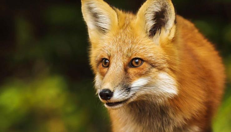 लोमड़ी का यह काम बना रिकॉर्ड, जानकर सभी रह गए हैरान