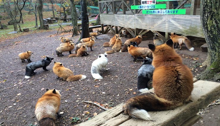 animal lovers places,places for animal lovers,tourist places