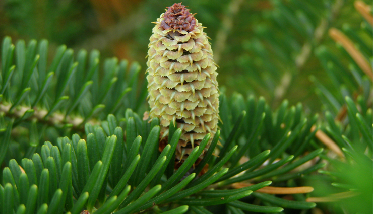 endangered species of trees,species of trees,grandidiers baobab,western wheatbelt wattle,quiver tree,seaside adler,parana pine,dragons blood tree,pokemeboy,chilean pine,farsers fir,eagle wood,travel,holidays,travel guide