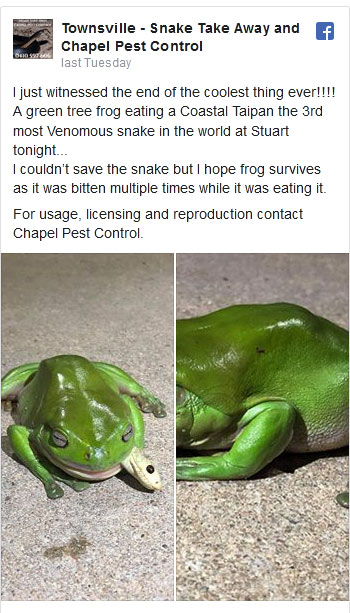 frog survives after eating deadliest snake,frog,news
