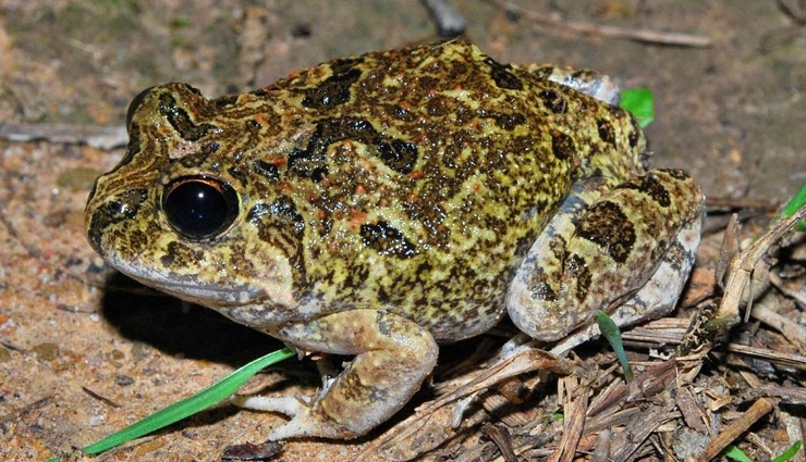 pet animals,lucky,jyotish