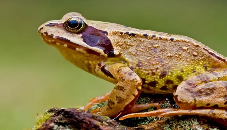 astrology tips,astrology tips in hindi,signs of wealth,animals show good times