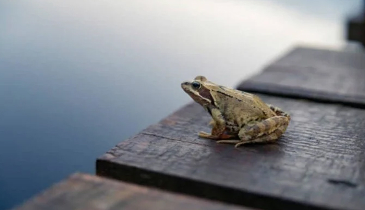 सपने में दिखे ये 5 जानवर तो समझ जाइए खुलने वाली हैं आपकी किस्मत astrology tips,astrology tips in hindi,swapna shastra,animals in dream