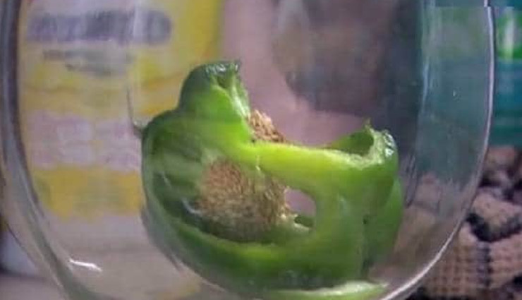 frog in pepper,green pepper,canada couple,tiny frog,frog chilling,canada,frog in shimla mirch,weird news ,अजब गजब खबरें