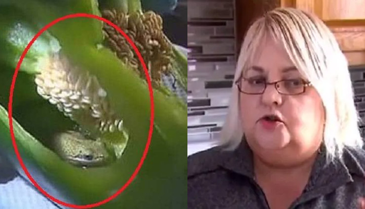 आखिर कैसे घुसा शिमला मिर्च में ये जानवर, देख कपल के उड़े होश frog in pepper,green pepper,canada couple,tiny frog,frog chilling,canada,frog in shimla mirch,weird news