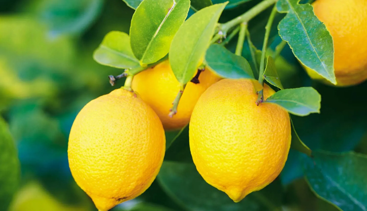 low-carb fruits for weight loss,best low-carb fruits,keto-friendly fruits,low-sugar fruits for weight loss,fruits with low carbohydrates,weight loss friendly fruits,healthy low-carb fruits,fruits for a low-carb diet,best fruits for fat loss,sugar-free fruits for diet,low glycemic index fruits,fruits for keto diet,best fruits to burn fat,low-calorie fruits for weight loss,low-carb diet fruits