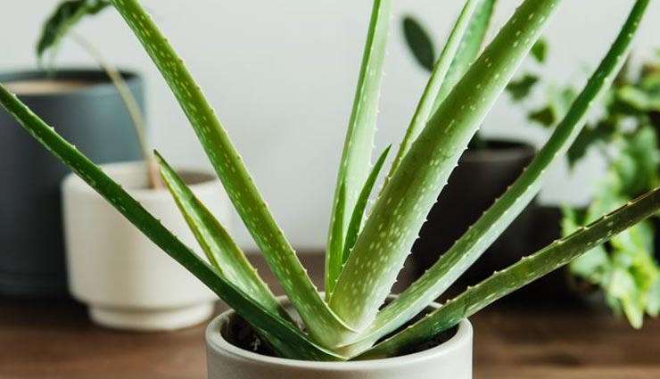 fungal infection,home remedies for fungal infection,skin care tips,beauty tips