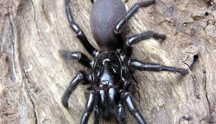  ऑस्ट्रेलिया की नई मुसीबत 'फनेल वेब स्पाइडर',  15 मिनट में ले लेती है जान