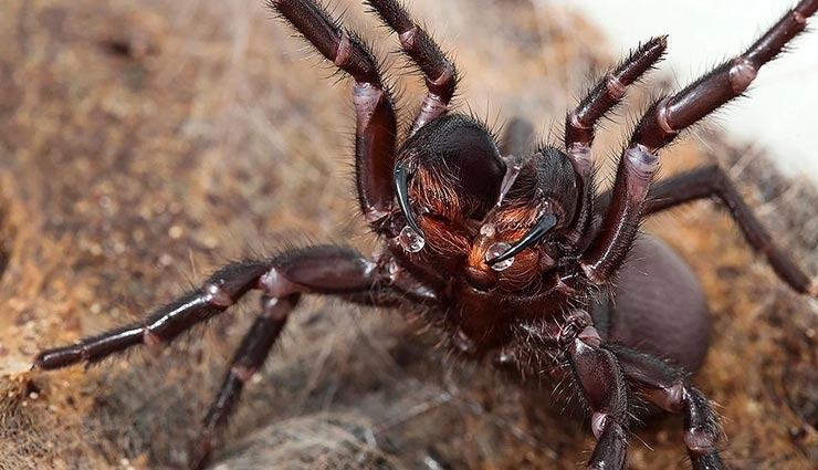 इंसानों को पलभर में मौत की नींद सुला सकता है इस मकड़ी का जहर
