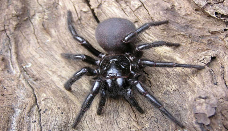 ऑस्ट्रेलिया में मिली जहरीली मकड़ी जिसका डंक 15 मिनट में ले सकता है इंसान की जान