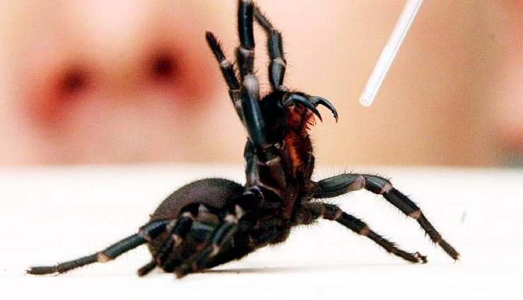 weird nes,killer,deadly,web spiders,kill human in 15 minutes,australia,funnel web spider ,जानलेवा, खतरनाक, मकड़ा, मकड़ी, जहर, 15 मिनट में इंसान मर जाए, ऑस्ट्रेलिया