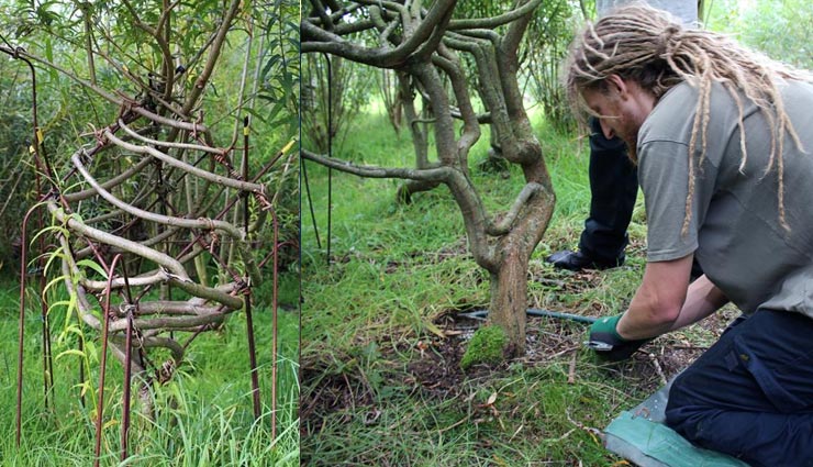 फर्नीचर के आकार में पौधे, दंपती ने उगा डाले अब तक 250 कुर्सियां, 100 लैंप और 50 मेजें