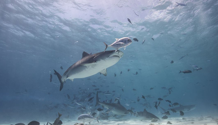 fuvhmulah,maldives,places to visit in fuvhmulah,tourist attraction in fuvhmulah,kodakilhi mud bath,thoondu beach,dhadimagi kilhi and bandaara kilhi,fuvahmulah nature park,underwater world,ancient ruins