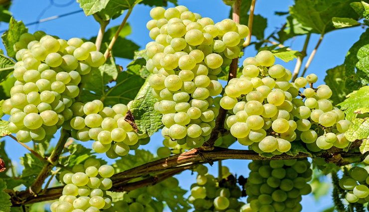 grapes,health benefits of grapes,Health tips,fitness tips