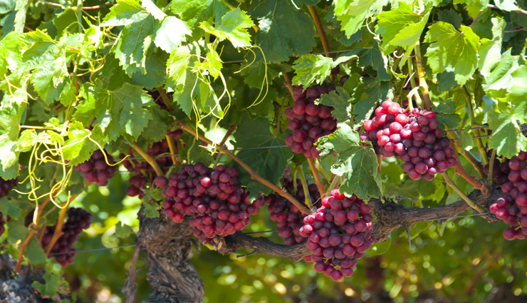 grapes,health benefits of grapes,Health tips,fitness tips