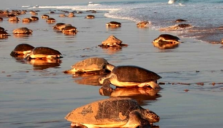 odisha,odisha wildlife sanctuaries,odisha national parks,odisha tourism,tourist places in odisha