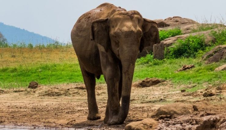 wildlife places in sri lanka,best wildlife parks sri lanka,sri lanka wildlife destinations,sri lanka national parks,safari in sri lanka,wildlife tours sri lanka,yala national park sri lanka,minneriya elephants,birdwatching in sri lanka,top wildlife parks sri lanka,leopard safari sri lanka,elephant watching sri lanka,nature reserves in sri lanka,wildlife adventures sri lanka