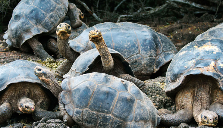 tortoises,giant tortoises,places to see tortoises,places to see giant tortoises,travel,holidays,travel guide,travel tips