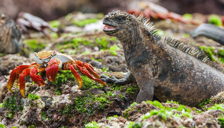 ecuador,tourist spots in ecuador,ecuador travel,holidays in ecuador,travel tips,travel guide