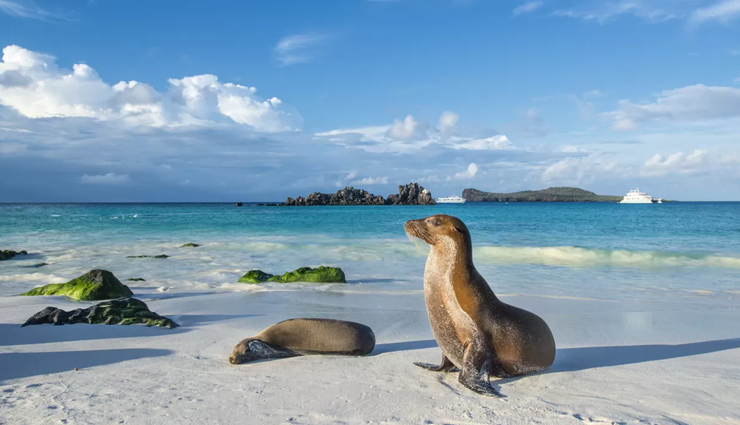 best wildlife cruises,wildlife exploration cruises,wildlife watching cruises,wildlife safari cruises,top wildlife destinations on a cruise,global wildlife cruising adventures,wildlife-rich cruise destinations,wildlife encounters on cruises,best cruises for wildlife enthusiasts,must-visit wildlife cruising destinations