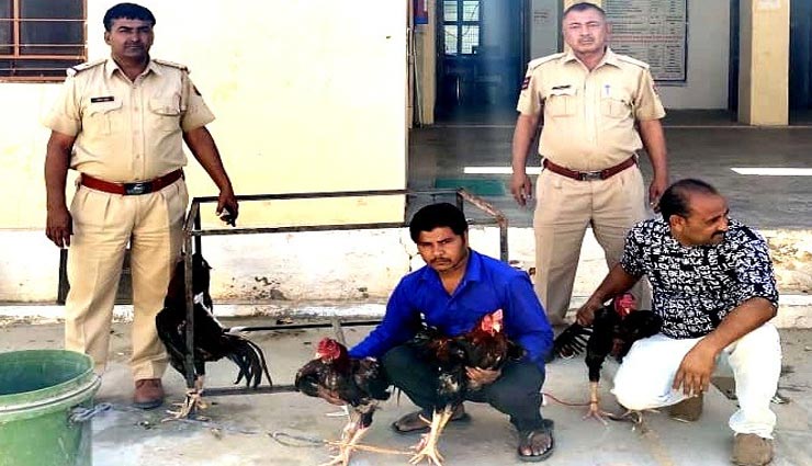 सीकर : मुर्गों को लड़ाकर खेला जा रहा था जुआ, 6 मुर्गे के साथ दो आरोपी गिरफ्तार 