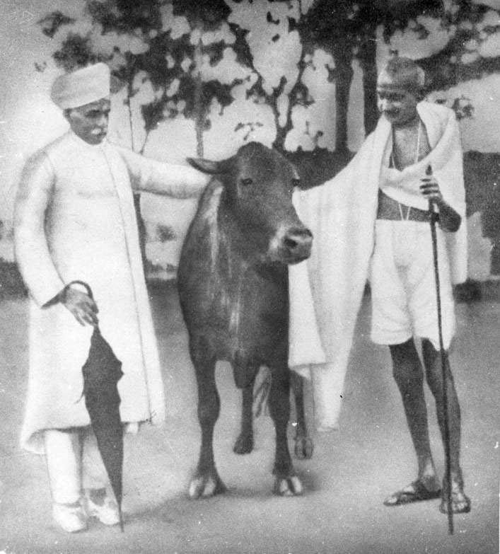 mahatma gandhi,gandhi views about cow,gandhi jayanti ,महात्मा गांधी, गांधीजी के विचार, गाय के बारे में गांधीजी,2 अक्टूबर विशेष