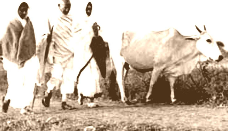 2 अक्टूबर विशेष : गाय के बारे में गांधीजी के ये विचार दर्शाते थे उनकी गौरक्षा की भावना 