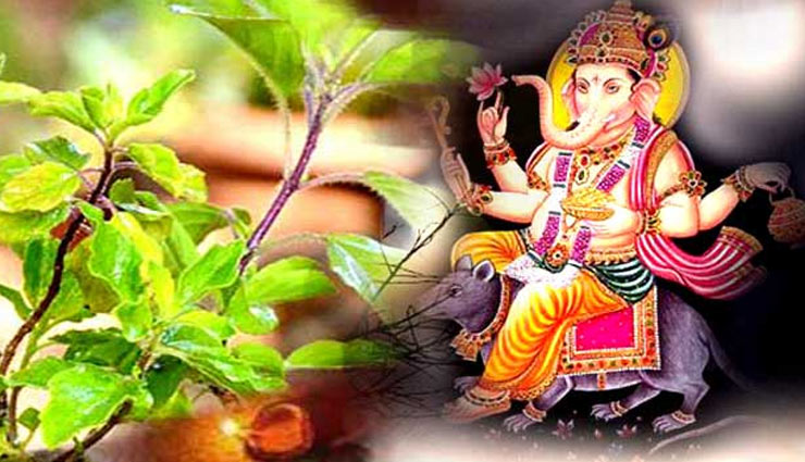 astrology,puja path,why tulsi basil not offered to lord ganesha,ganesha,devuthani ekadashi,who cursed tulsi,what is tulsi,who is tulsi,ganesh puja me tulsi,tulsi not offered to ganesha,why is tulsi kept outside the house,ganesha tulsi curse,ganesha and tulsi,dev uthani ekadashi